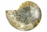 Cut & Polished Ammonite Fossil (Half) - Madagascar #364853-1